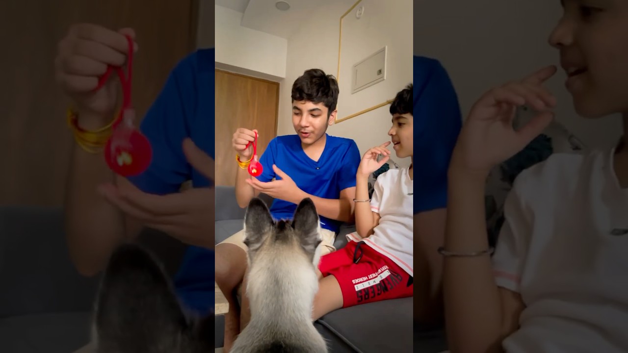 Boxer ke liya aayi magical Football 🥎 #minivlog #dailyvlog #shortvideo #shorts #dog