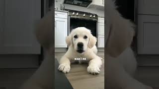 Download Lagu Shaggy · It Wasn't Me MP3