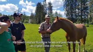 Discovering Franches-Montagnes Horses At The Bio Ferme Sous La Neuvevie, Parc Du Doubs