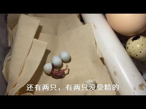 被遗弃的鸟蛋，人工孵化13天小鸟出壳