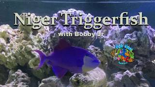 Keeping Niger Triggerfish: Bobby Jr's Care Guide 🐟