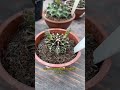 Veja Como Crescem As Flores Deste Cacto 亞 Gymnocalycium Mihanovichii Cactos E Suculentas Da Jojo Veja Como Crescem As Flores Deste Cacto 亞 Gymnocalycium Mihanovichii Cactos E Suculentas Da Jojo
