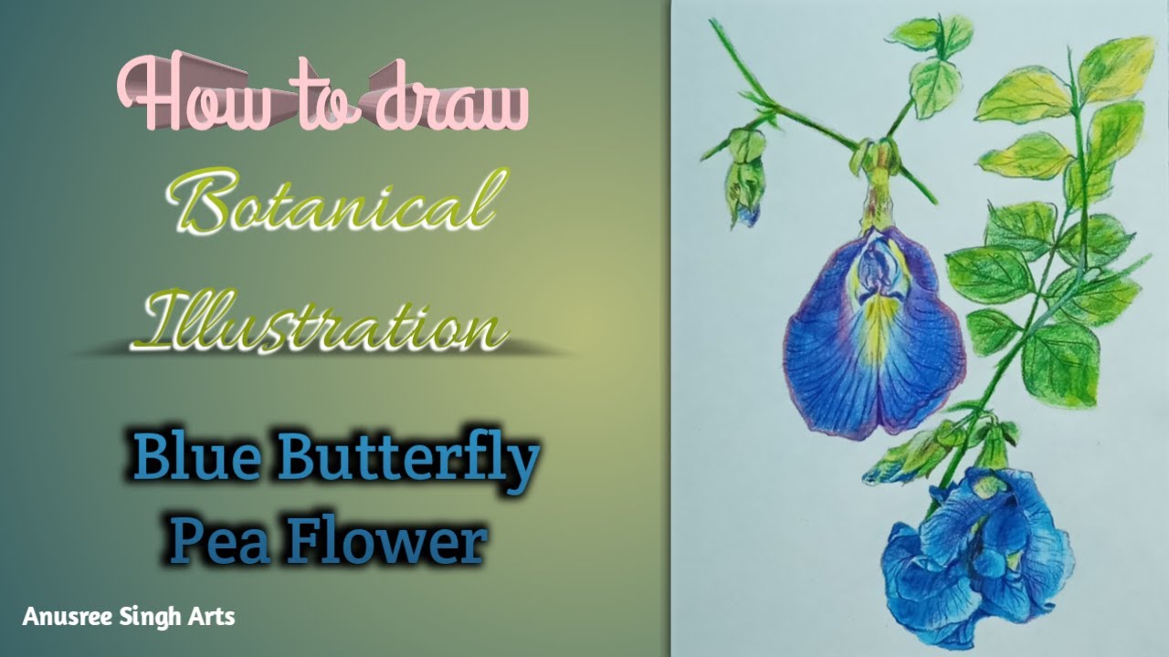 Botanical illustration Blue Butterfly Pea Flower. Easy flower drawing