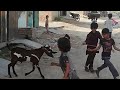 Qurbani ke Bakre😍 #bakraeid #bakraeid2026 #bakraeidspecial #bakra #goats #trending #biggoats