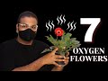 7 Oxygen Booster Flower Plants for Home
