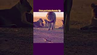 Funny video lion jump