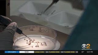 CDC Discovers New Ingredient To Repel Insects