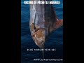 Blue marlin 1025 Lbs, pêche au gros à l'Île Maurice, record letriofishing
