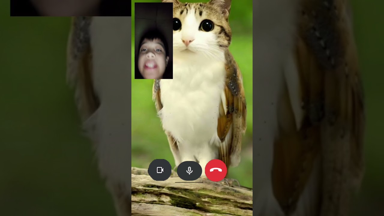this cat is annoying i wont call you meowl now 