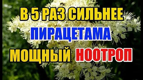 СИЛЬНЕЙШАЯ ТРАВА ДЛЯ МОЗГА. МОЩНЫЙ НООТРОП