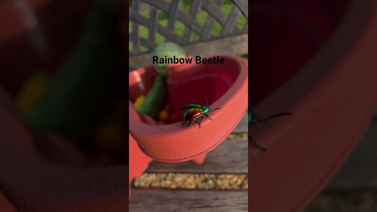 Rainbow Beetle, Birds chirping 