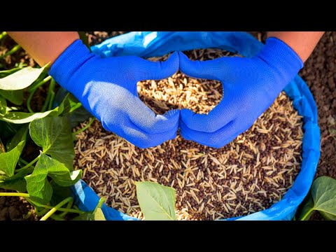 Лучший СИДЕРАТ Без Перекопки Для Теплицы, Огорода И Сада! Посейте И Не Пожалеете!