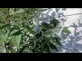 Farming In Georgia Garden Chronicles Updates On Some Plants, Sorrel And Gungo Tree