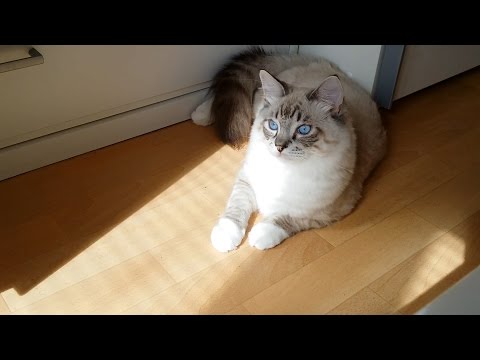 cute ragdoll kitten is frightened by the shadow