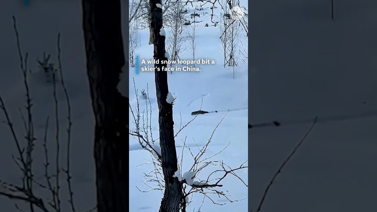 Skier survives snow leopard attack in China