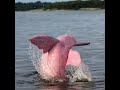 REPRODUCCION DEL DELFIN ROSADO