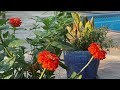 Sun's garden, Video #1. Bees, birds, flowers, plants, landscaping.