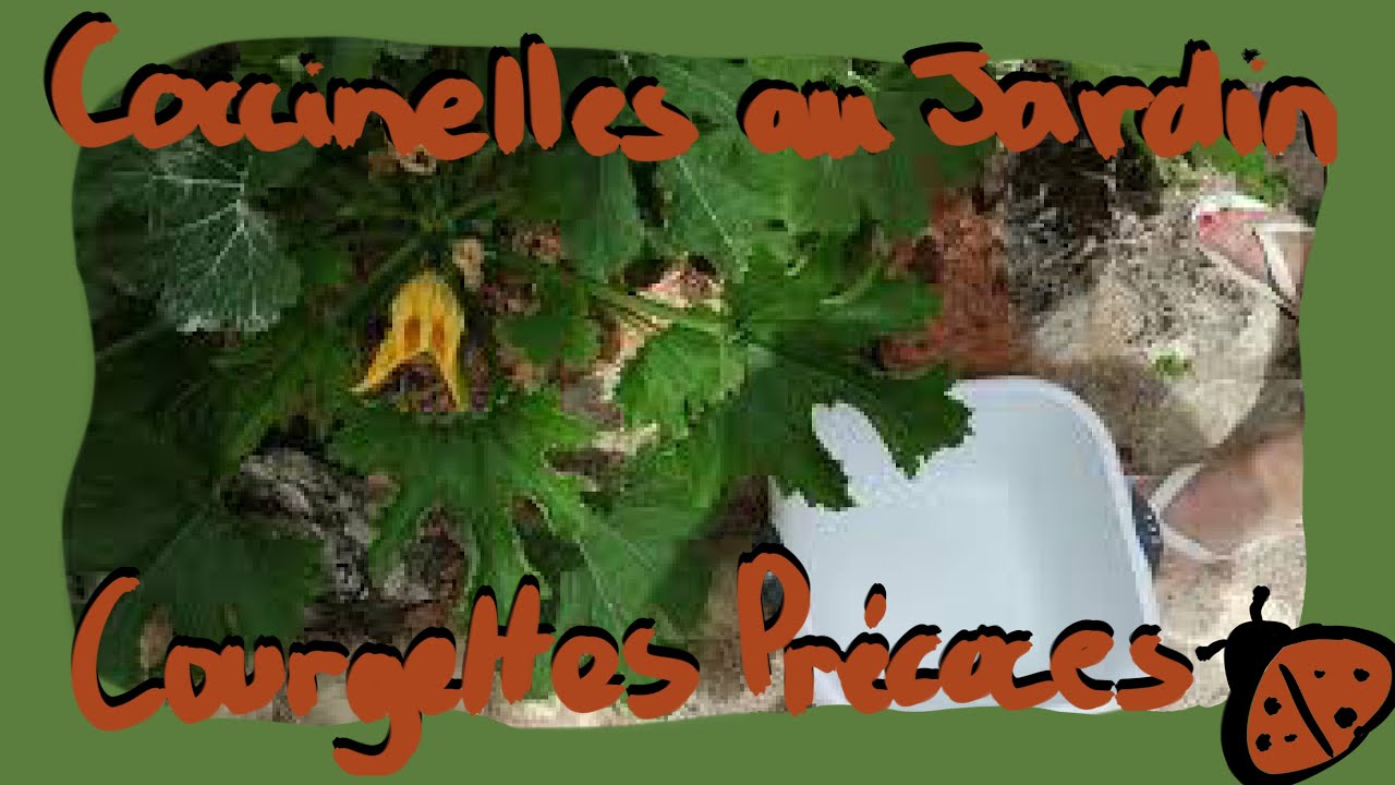 COURGETTES PRÉCOCES - coccinelles au jardin