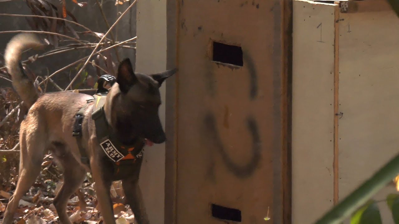 Salaknib Joint forces K9 training YouTube