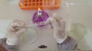 Praktikum Mikrobiologi (Percobaan III Isolasi Bakteri Metode Goresan)