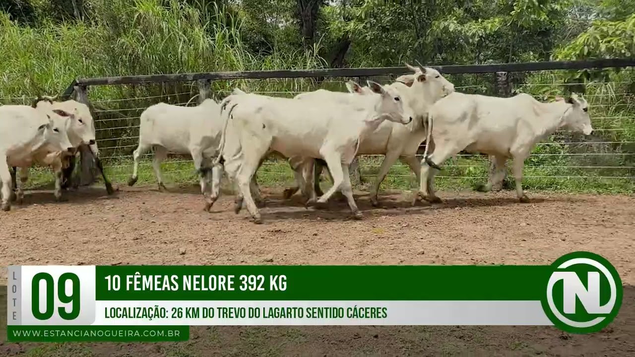 LOTE 09 - 10 FÊMEAS NELORE 392 KG