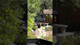 Inquisitive Black Bear Searches for Food in Broad Daylight