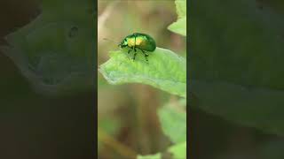 Chrysolina herbacea, also known as the mint leaf beetle, or green mint beetle #sorts