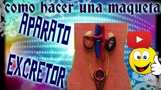 COMO HACER UNA MAQUETA DEL APARATO EXCRETOR / HOW TO MAKE A MODEL OF THE EXCRETOR