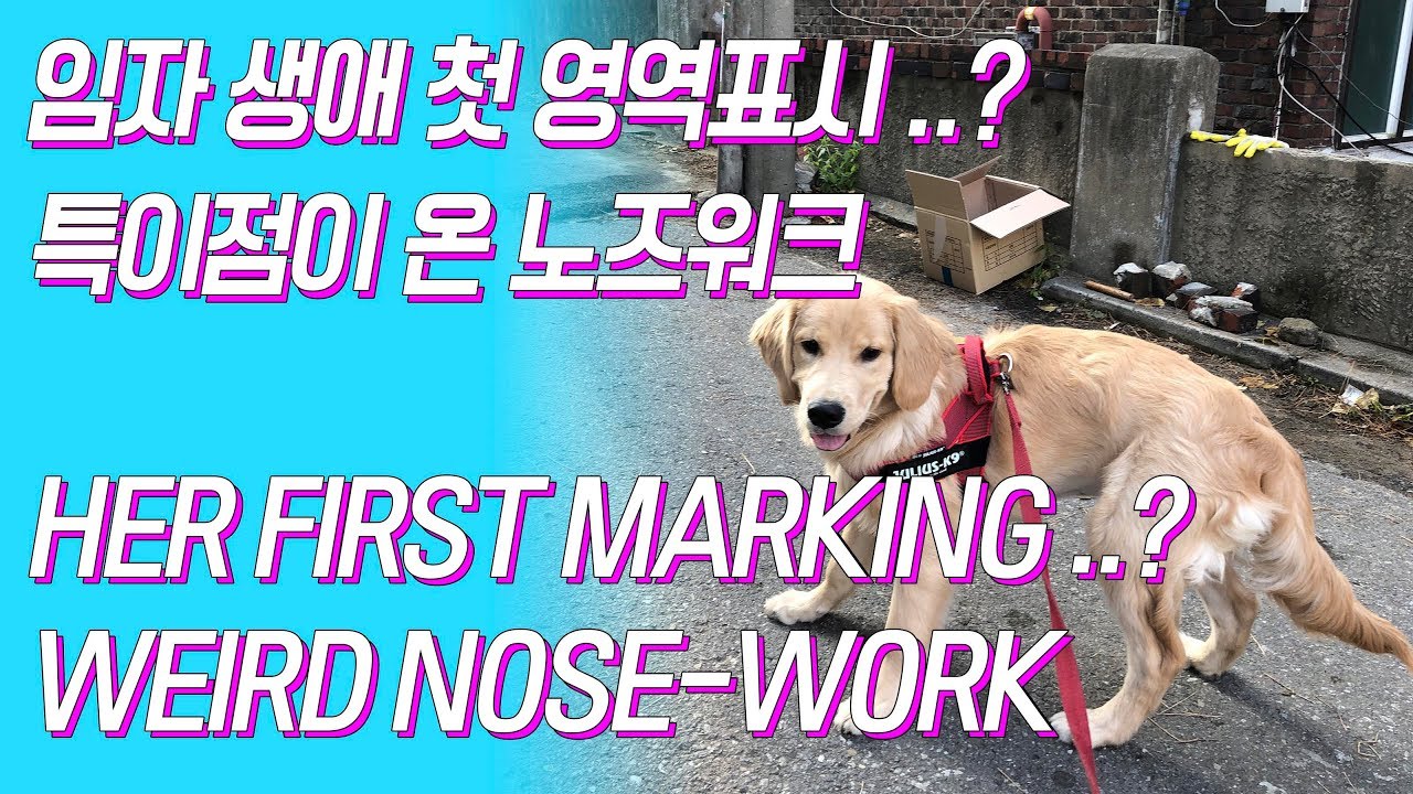 (eng sub) 골든 리트리버 임자 첫 영역 표시..? & 임자의 특이점이 온 노즈워크 / golden retriever