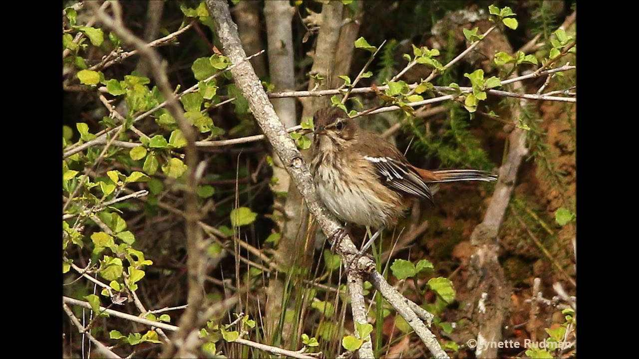7 White browed Scrub Robin calls