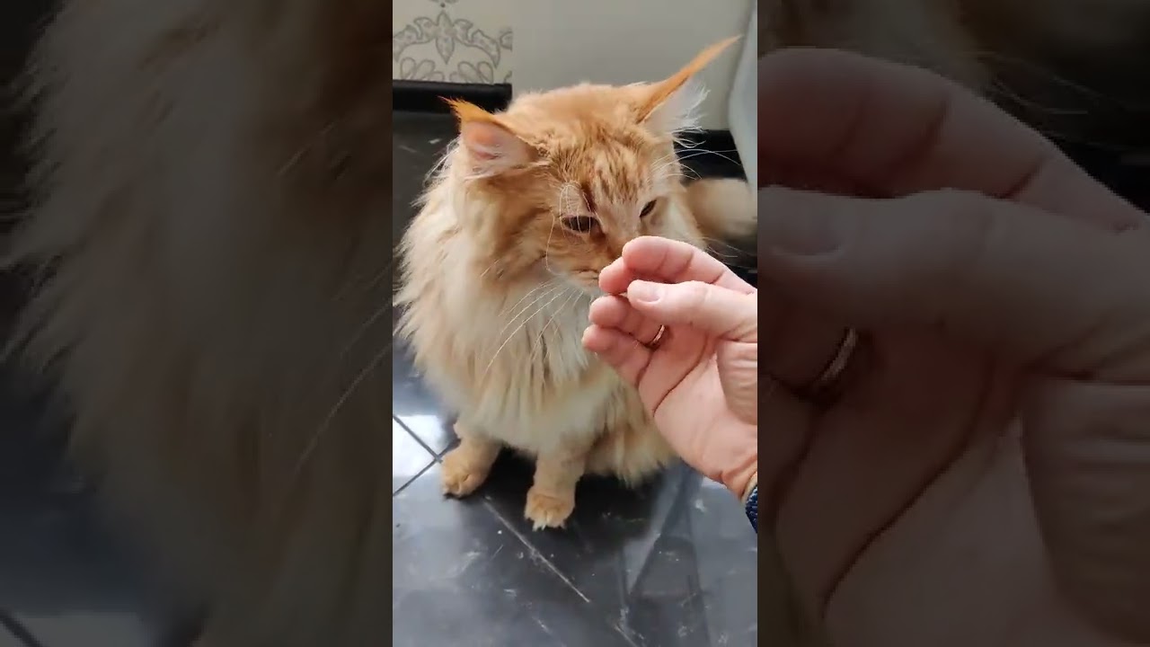 Саня - не только очень красивый, но и очень ласковый котик 