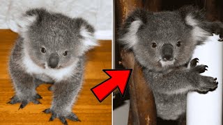 They Rescued A Koala 3 Years Ago. Now She Comes Back With A Rare Surprise