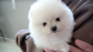 ENG SUB _ Baby Hangseong, A Cotton Candy Collection Pomeranian
