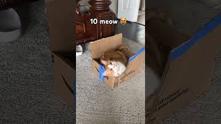 Meoww #cat #funny Meoww #cat #funny