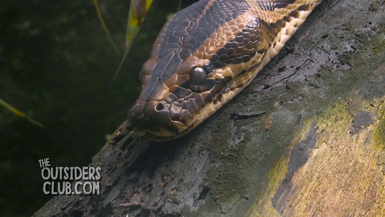 Did You Know? Invasive Exotic Species - YouTube