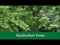 How to grow maidenhair fern varieties as house plants  indoors