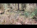 Elk in Olympic National Park.
