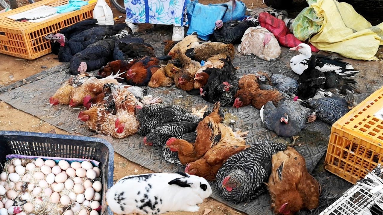 جولة فأكبر سوق دجاج وبيض وأرانب وحمام🦃🐔🐓🐣🐤🦆🦢🦚🕊️