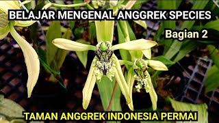 Get To Know 20 Types Of Orchids At The Permai Indonesian Orchid Garden  Part 2