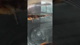 #fishvideo #fishshorts #nature  #trending #trendingshorts #viral #viralshorts #fish #youtubeshorts