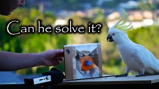 Only SOME Cockatoos can solve this puzzle. Why? by Maker's Muse 208,016 views 4 months ago 16 minutes