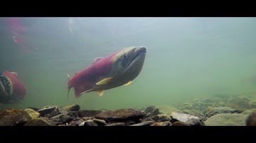 Adapting to Climate Change in the Yukon