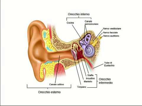 Otite ricorrente e malfunzionamento  della Tuba di Eustachio