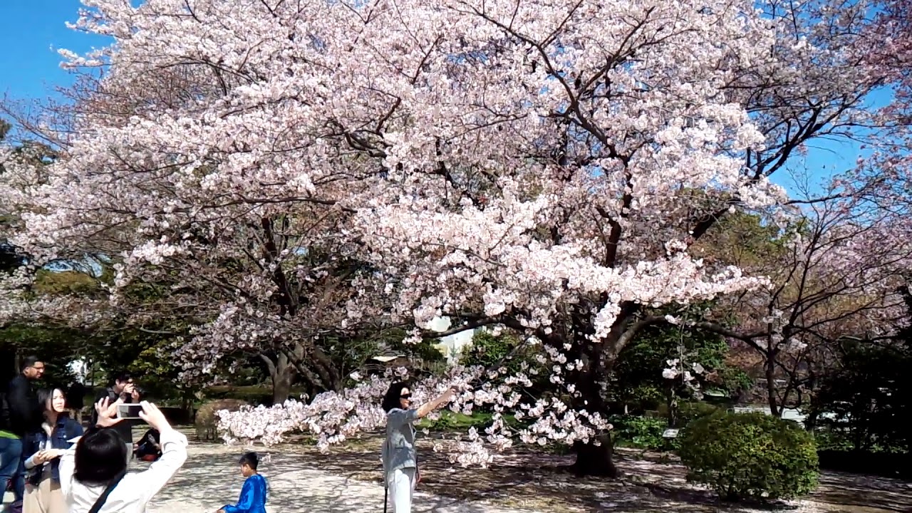 Cherry Blossoms Sakura fubuki in Imperial Palace East Gardens Tokyo