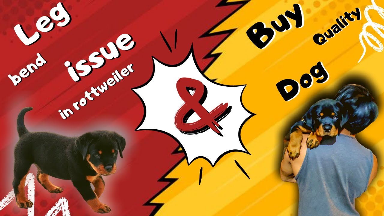 Rottweiler Leg Bend Issue in Tamil How to Select a Good Quality Puppy