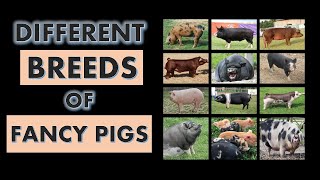 Different Breeds of Fancy Pigs l Types of Fancy Pigs l Kinds of Fancy Pigs l Fancy Pig Colors