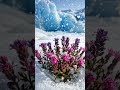 Iceland #aiart #ai #aivideo #water #wildanimals #aiaiart #wildlife