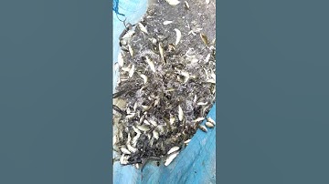 l helped the stranded fish back home (Toi da cuu duoc con ca mac can tren ruong lua) #fish #animals