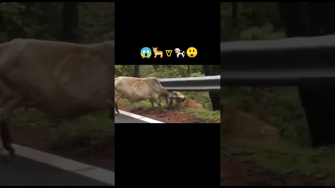 Leopard hunting cow 😱🐄 v 🐆😱 || 