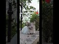 #song #shorts #viral #subscribe #trending #music